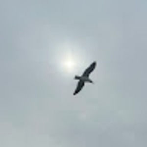 Meet your Posher, Amalie